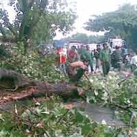 Hujan Deras Disertai Angin, 9 Pohon Tumbang