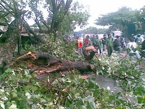 Hujan Deras Disertai Angin, 9 Pohon Tumbang