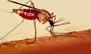Virus West Nile