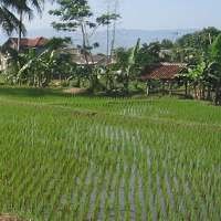 Semua Desa Ditarget Sudah Kriiing Akhir 2010