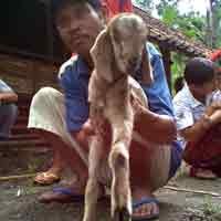 Kambing Berkaki Tiga di Pacitan Ditawar Puluhan Juta
