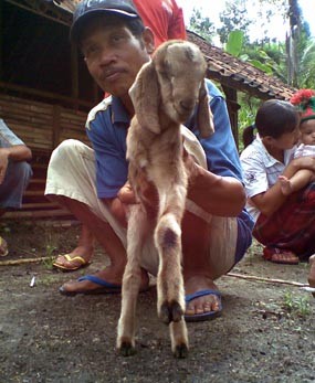 Kambing Berkaki Tiga Gegerkan Warga Pacitan