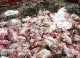 Diduga Flu Burung, Ratusan Ayam Petelor Mati Mendadak