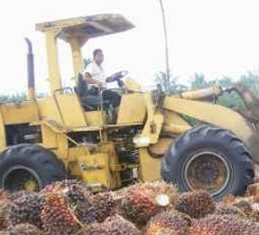 Produksi CPO Astra Agro Naik 10% di 2009