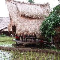 Bandung and The Green Forest, Back to Nature
