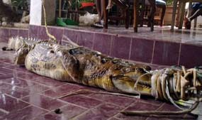 Kisah Buaya di Rumah Kosong Cinere