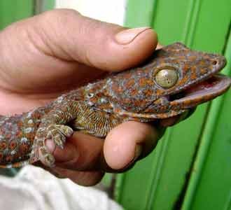 Bisnis Reptil Jalanan di Makassar