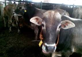 2010, Antraks Masih Intai Jabar