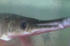 Ikan Bermulut Buaya Gegerkan Warga Cengkareng 