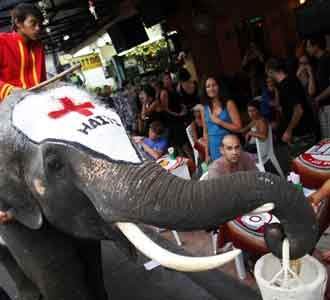 Gajah Bantu Korban Gempa Haiti