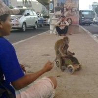 Monyet Juga Minum Jamu Biar Fit