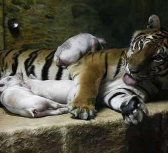 Ketika Harimau dan Babi Bersaudara