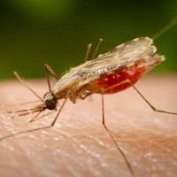 Vaksin Malaria Muncul 3 Tahun Lagi