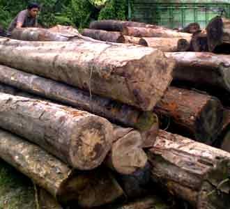 Polisi Sita Kayu Illegal