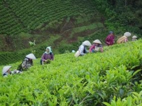 PTPN VIII Targetkan Pendapatan Rp 2 Triliun di 2010