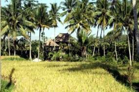 Kalahkan Bangkok, Ubud Kota Terbaik se-Asia