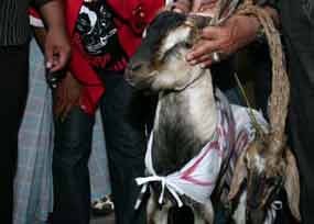 Kambing Century Bikin Heboh KPK