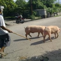 Pesta Babi Menjelang Imlek