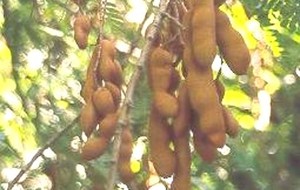 HERBAL: Asam Jawa 