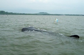 Peneliti Australia Akui Pantai Bentar Masih Banyak Plankton