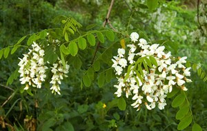 HERBAL: Akasia