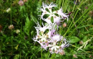 HERBAL: Anyelir