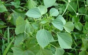 HERBAL: Anting-anting