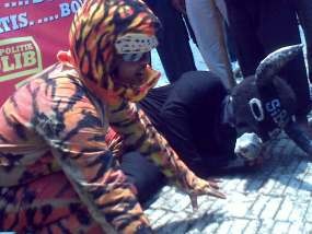 Kerbau SiBuYo Dibuang Ke Kolam Bundaran HI