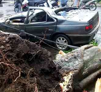 Pohon Tumbang Timpa Mobil