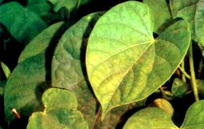 HERBAL: Brotowali