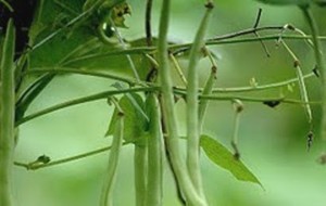 HERBAL: Buncis