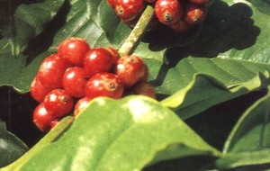 HERBAL: Kopi
