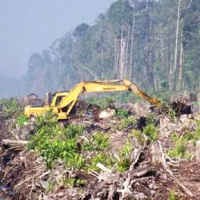 60 Juta Hektar Hutan Indonesia Alami Kerusakan
