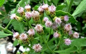 HERBAL: Beluntas
