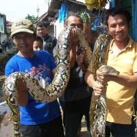 Ular Sanca Sepanjang 4 Meter Hebohkan Warga