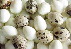 Telur Puyuh Paling Top Tingkatkan Libido Pria