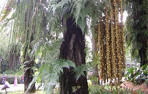 HERBAL: Enau