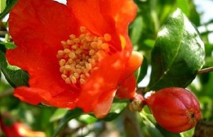 HERBAL: Delima
