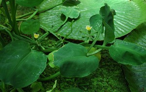 HERBAL: Genjer