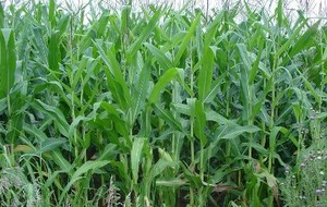 HERBAL: Jagung