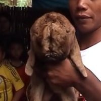 Kambing Bermata Tiga Hebohkan Warga Purbalingga