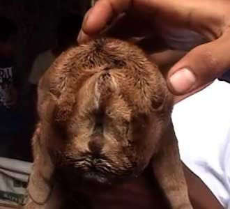 Kambing Bermata 3 Hebohkan Purbalingga