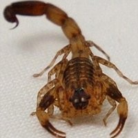 Racun Kalajengking Jadi Pengganti Morfin