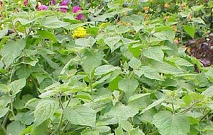 HERBAL: Ciplukan