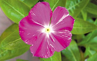 HERBAL Pacar Air HERBAL Pacar Air