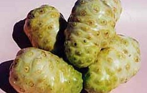 HERBAL: Mengkudu