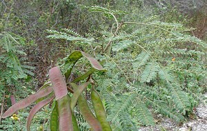 HERBAL: Petai Cina