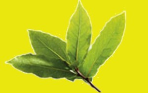 HERBAL: Salam
