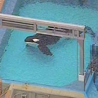 PETA Kecam SeaWorld
