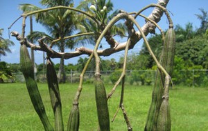 HERBAL: Kelor
